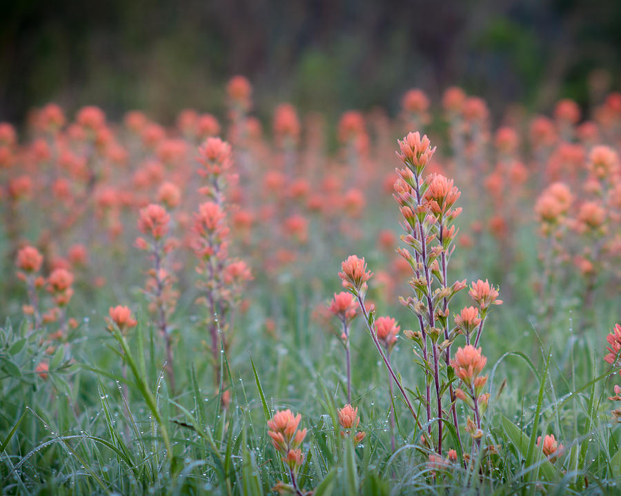 Field of Indian Paintbrush Photograph by James Barber