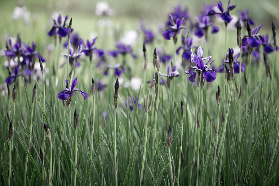 Field of Iris Photograph by Rebecca Cozart