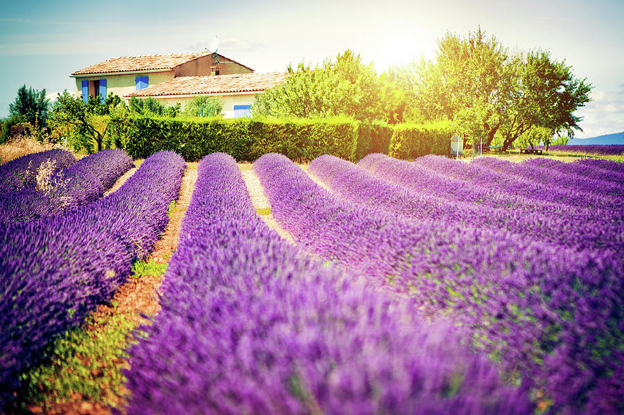Field Of Lavender Photograph by Artmarie
