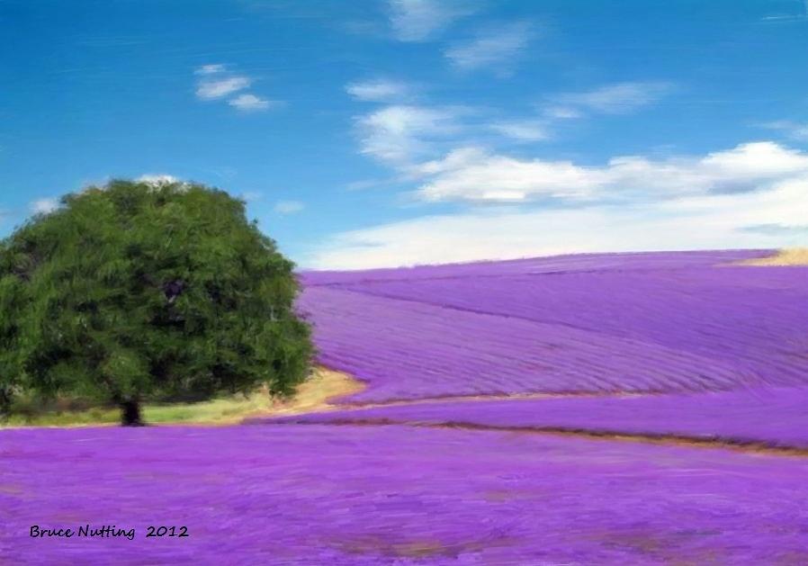 Flower Painting - Field of Lavender by Bruce Nutting