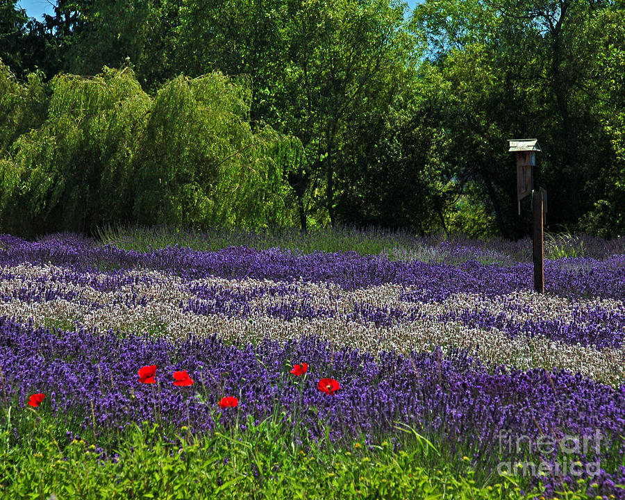 Field of Lavender Photograph by Chuck Flewelling