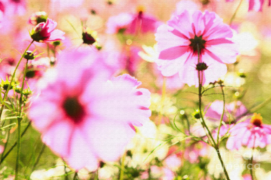 Field of Lovely Pink Cosmos Photograph by Beverly Claire Kaiya
