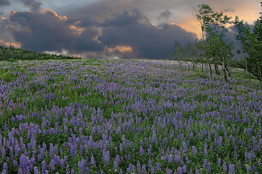 Field of Lupine Photograph by Ed Hall