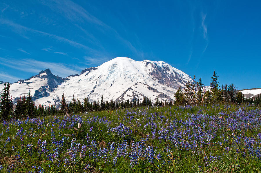 Field of Lupines and Rainier Photograph by Tikvahs Hope