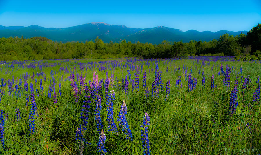 Field of Lupines Photograph by Brenda Jacobs