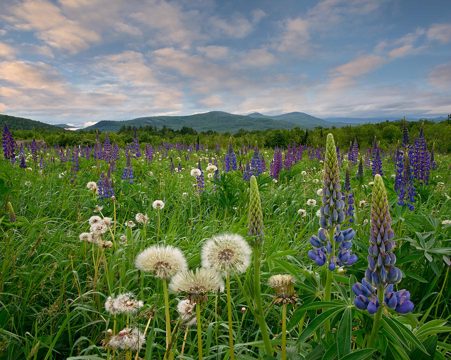 Field of Lupines Photograph by Darylann Leonard Photography