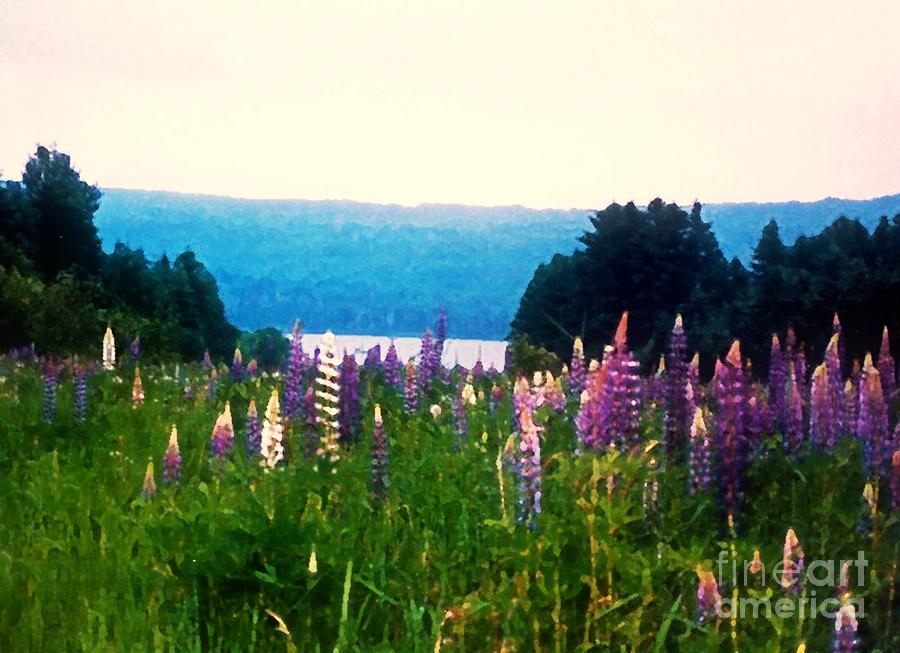 Field of Lupines Photograph by Desiree Paquette