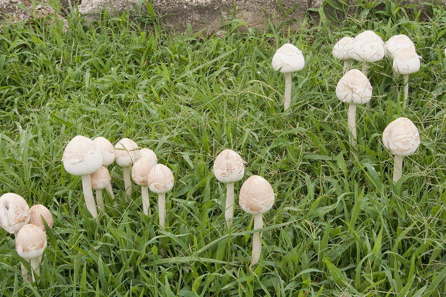 Field of Mushrooms Photograph by Robert Camp