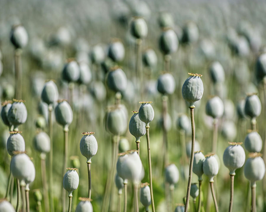 Field Of Opium Poppies Photograph by A J Withey