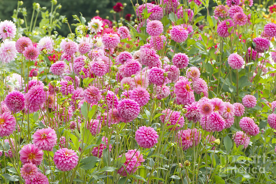 Field of Pink Dahlias Photograph by Sharon Talson