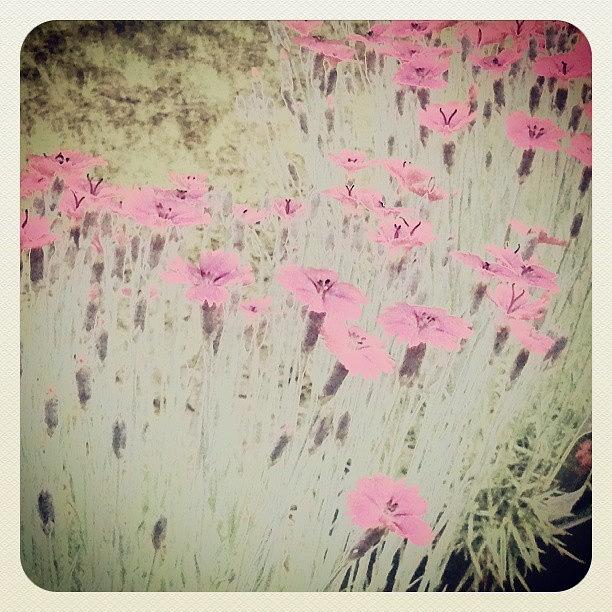 Summer Photograph - Field of Pink  by Niki Crawford