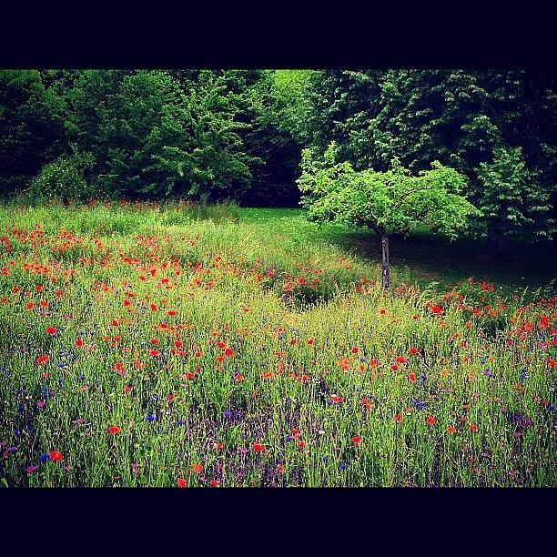 Claude Monet Photograph - Field of Poppies #2 by Danielle McComb