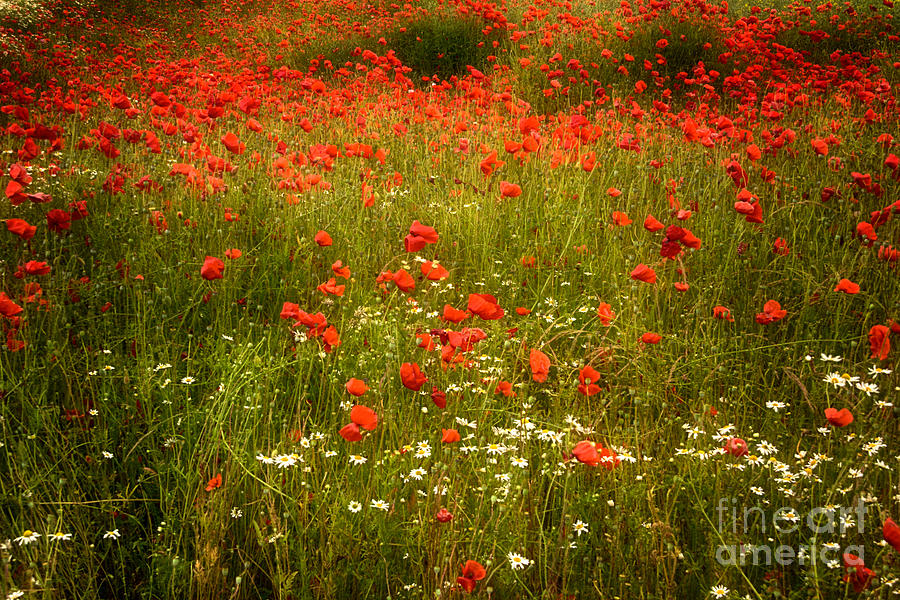 Field of Poppies 3 Photograph by Ann Garrett