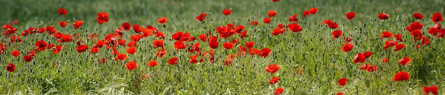 Field Of Poppies Photograph
