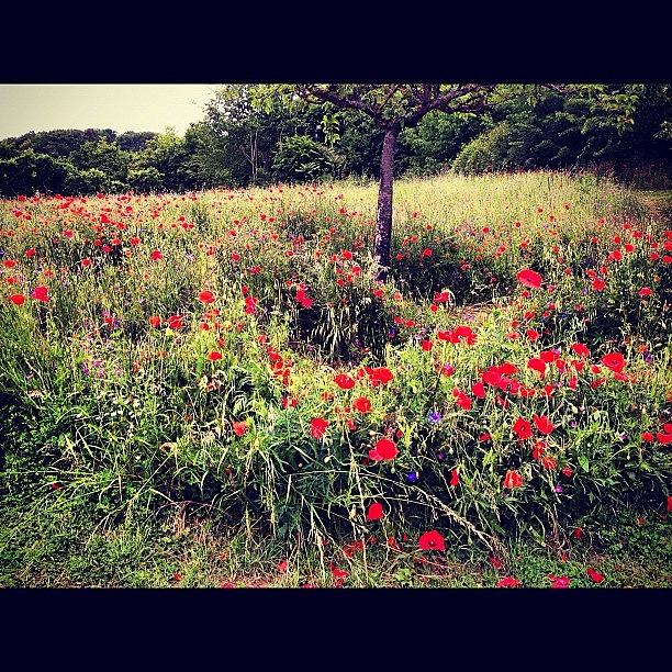 Claude Monet Photograph - Field of Poppies by Danielle McComb