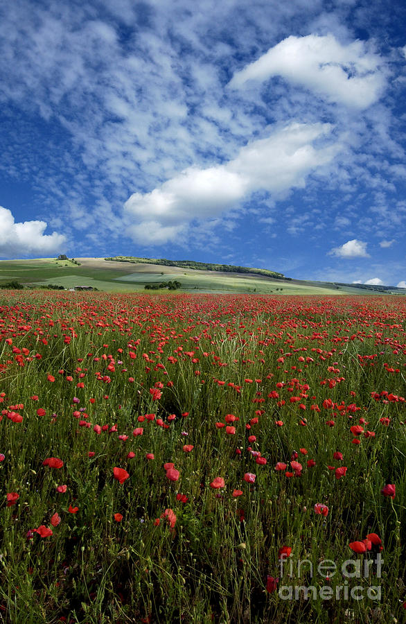 Landscape Photograph - Field of poppies. France by Bernard Jaubert