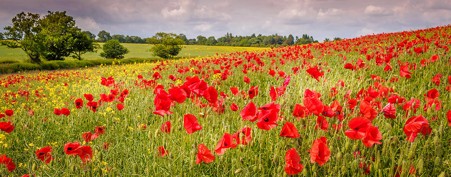 Field of Poppies Photograph by Mark Llewellyn