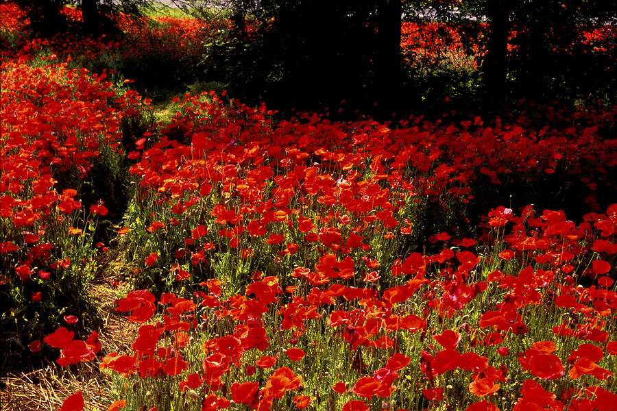 Field of Poppies Photograph by Paul W Faust -  Impressions of Light