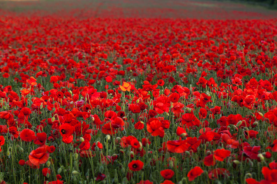 Poppy Photograph - Field of Poppies by Stuart Gennery