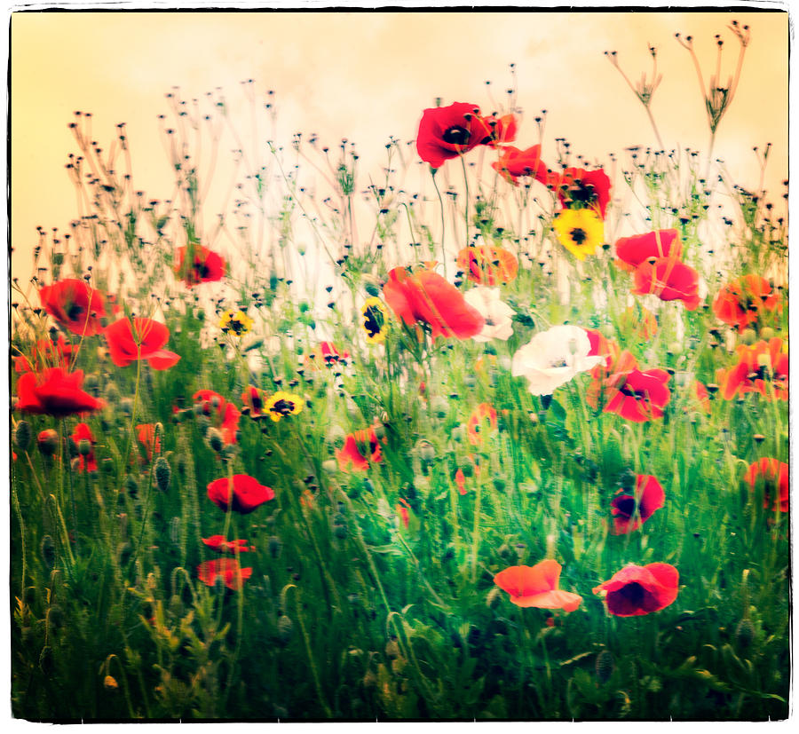 Field of Poppys Photograph by Spikey Mouse Photography