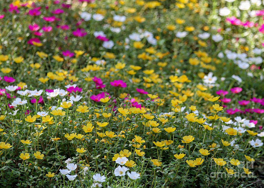Daisy Photograph - Field of Pretty Flowers by Sabrina L Ryan