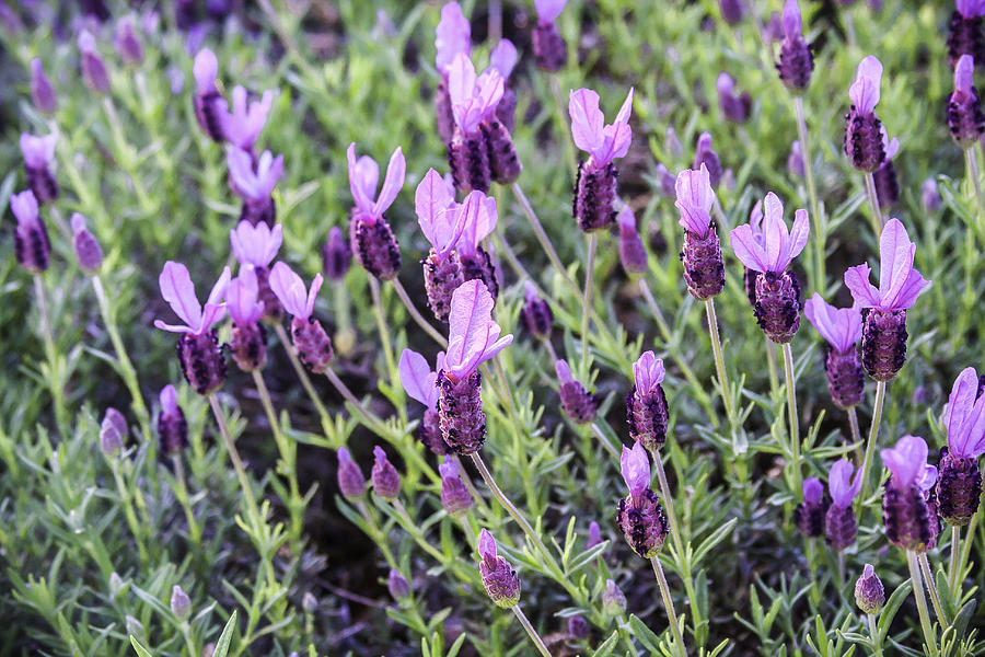 Field of Spanish Lavender - Horizontal Photograph by Karen Stephenson