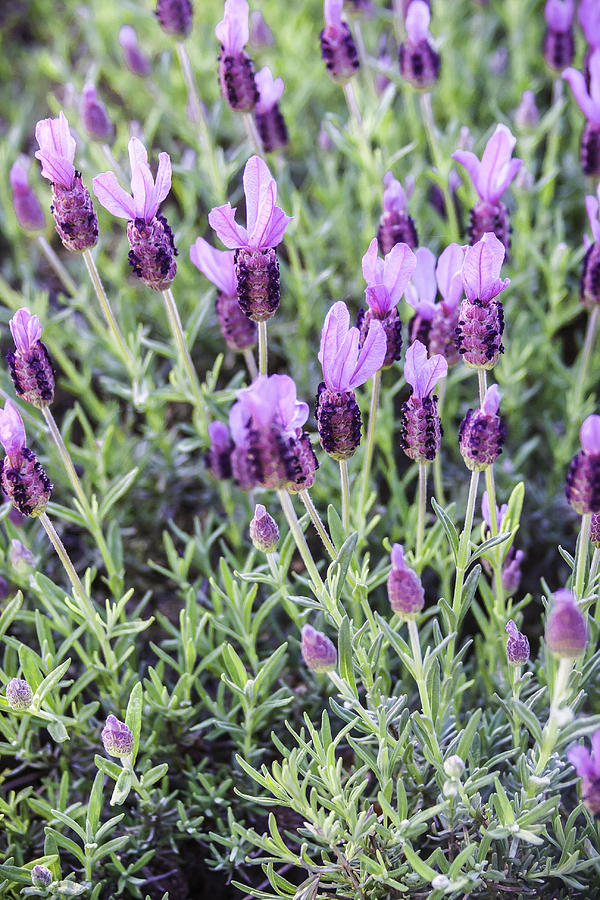 Field of Spanish Lavender - Vertical Photograph by Karen Stephenson