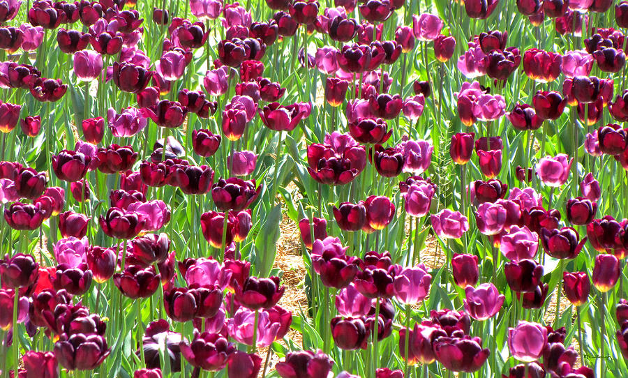 Field of Purple Tulips 2 Photograph by Duane McCullough