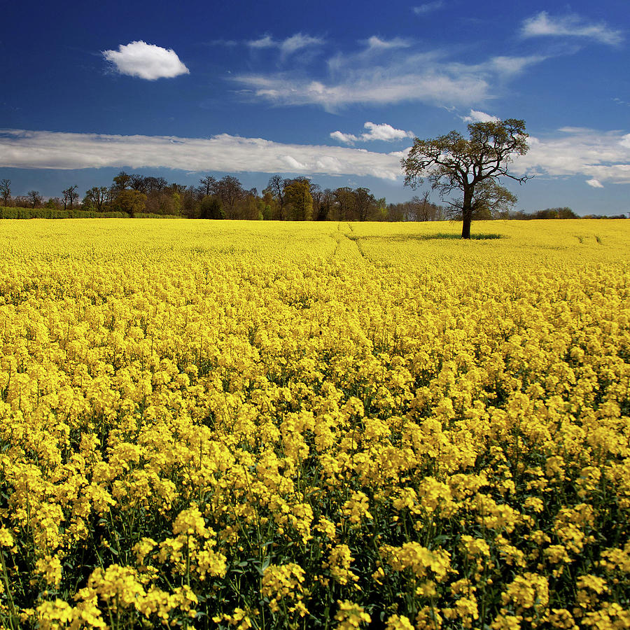 Field Of Rapeseed Photograph by Ian Robertson