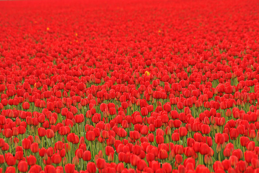Field of Red Tulips Photograph by Peggy Collins