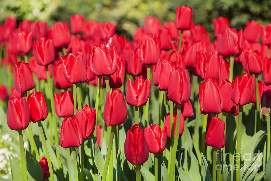 Field of red tulips Photograph by Sophie McAulay
