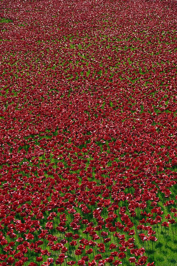 Poppy Photograph - Field of remembrance by Ron Harpham