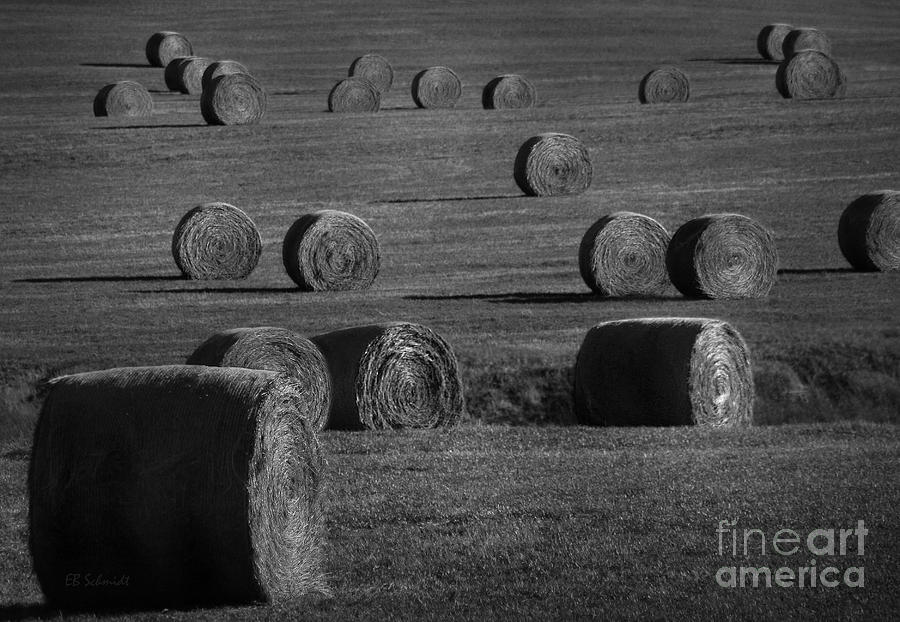 Field of Round Hay Bales Photograph by E B Schmidt