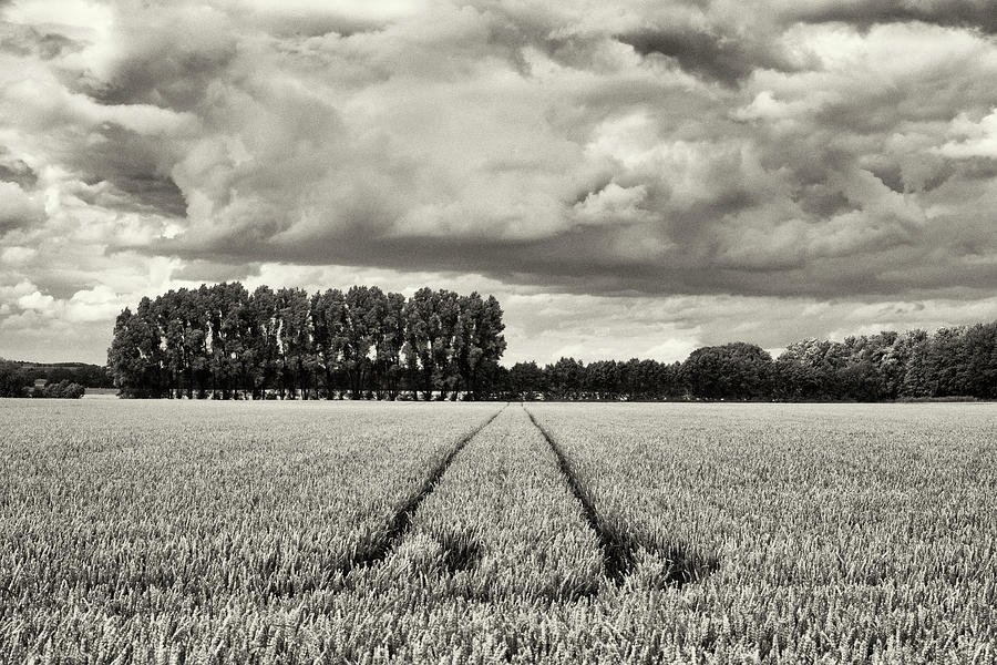 Field Of Rye Photograph by Kontrast-fotodesign