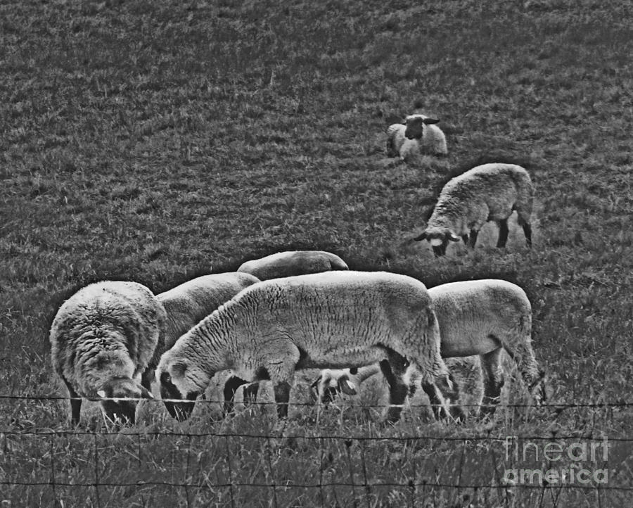 Field Of Sheep Black And White High Contrast Photograph By Minding