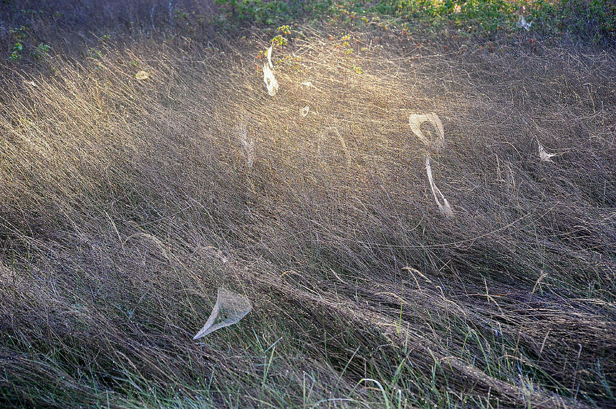 Field of Spider Webs on Islesboro Maine Photograph by Mary Lee Dereske