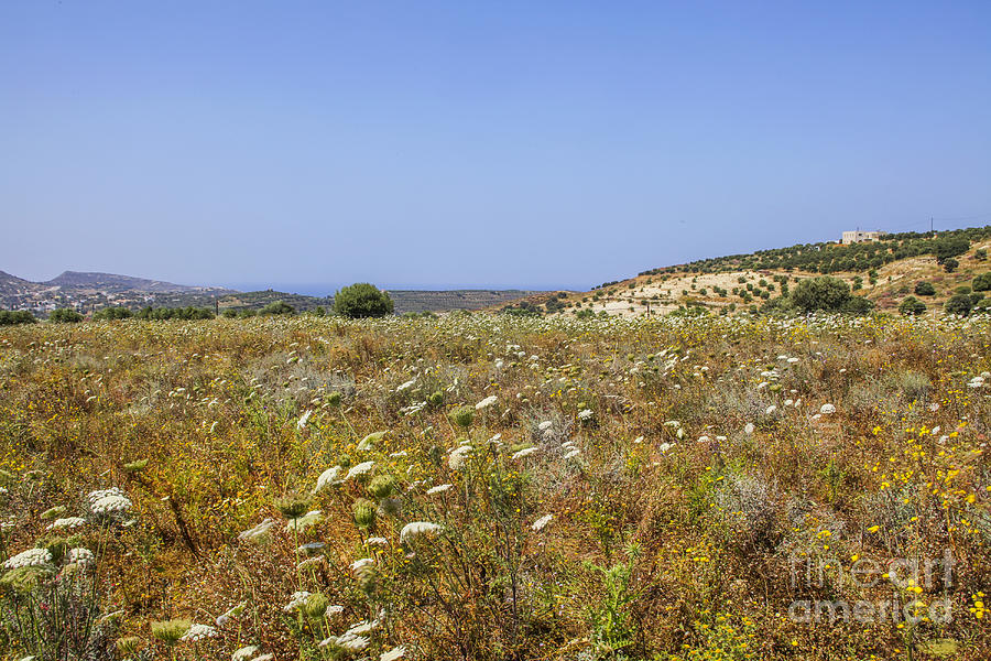 Field of spring flowers in Crete Photograph by Patricia Hofmeester