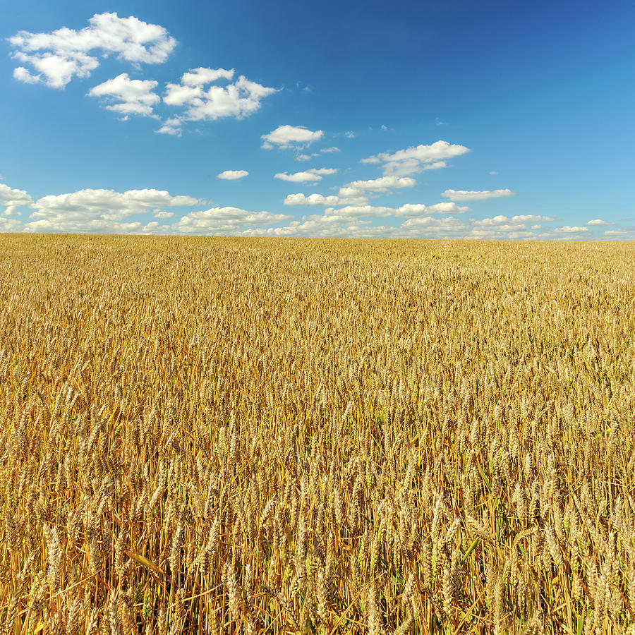 Field Of Summer Wheat by Chrishepburn