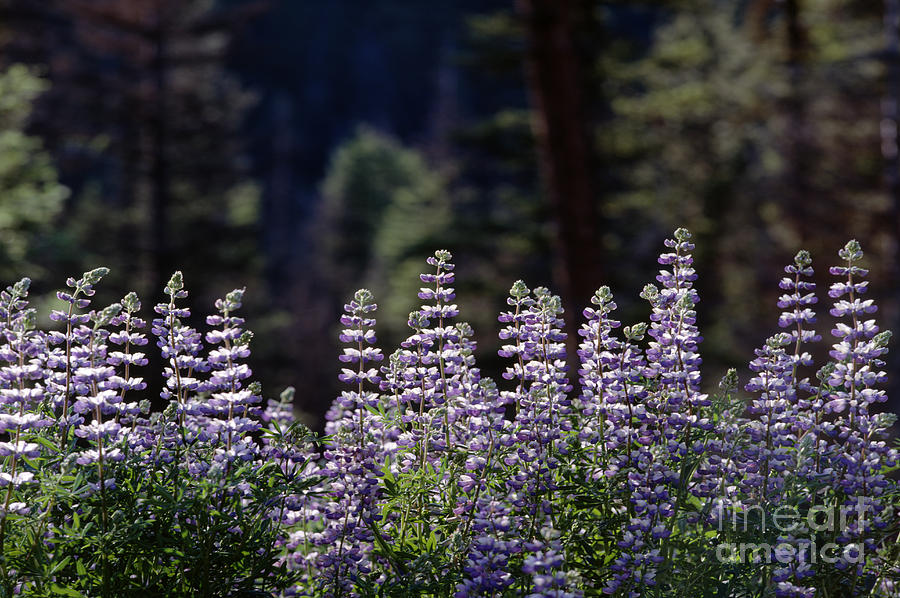 Field of summer wildflowers backlit lupine  Photograph by Jim Corwin