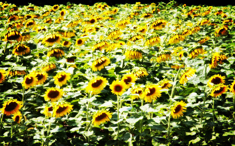 Field of Sunflowers Photograph by Alice Gipson