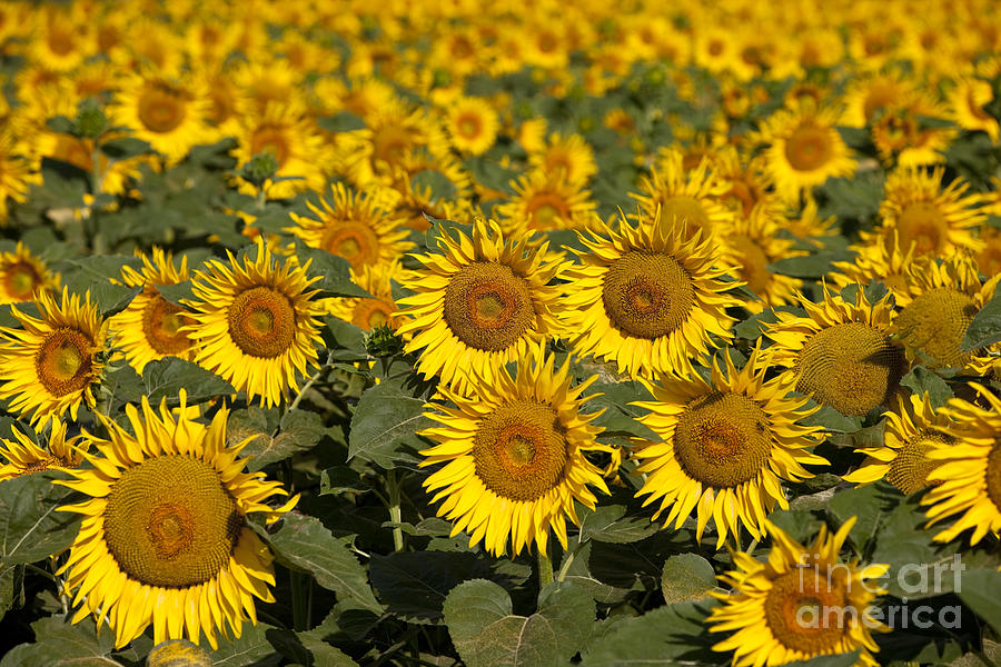 Field of Sunflowers Photograph by Brian Jannsen
