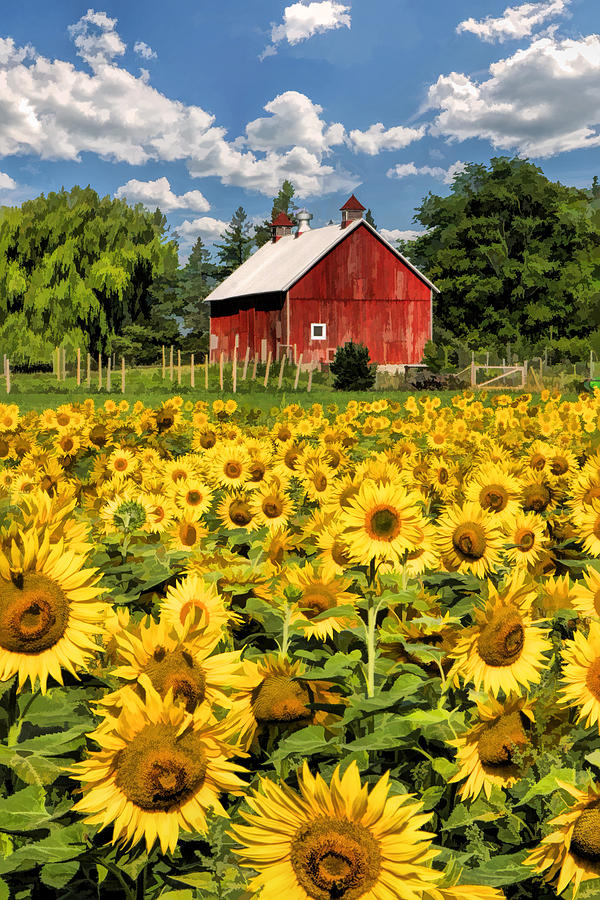 Sunflower Painting - Field of Sunflowers by Christopher Arndt