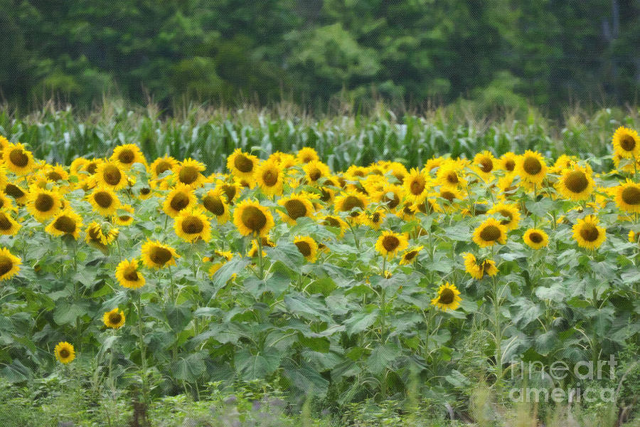 Field Of Sunflowers Photograph