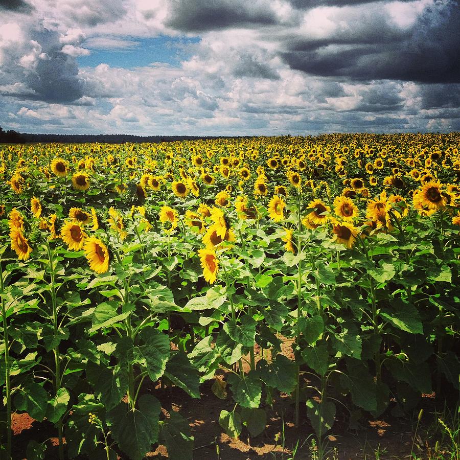 Field Of Sunflowers Photograph by Danielle Donders