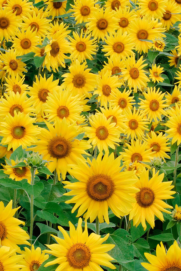 Field of Sunflowers Photograph by David Davis - Fine Art America