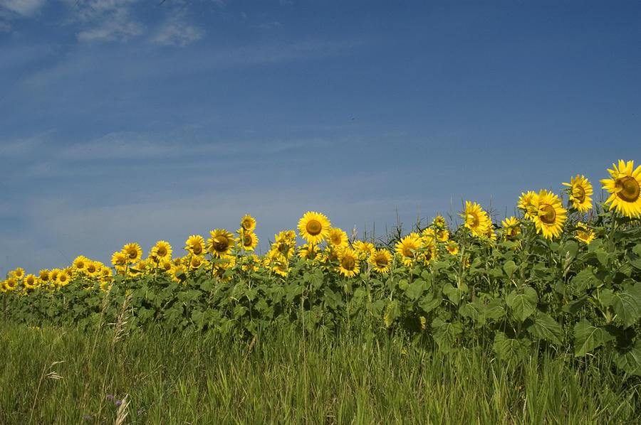 Field of Sunflowers Photograph by Diane Lent
