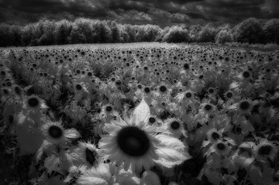 Field of Sunflowers Photograph by Donald Brown