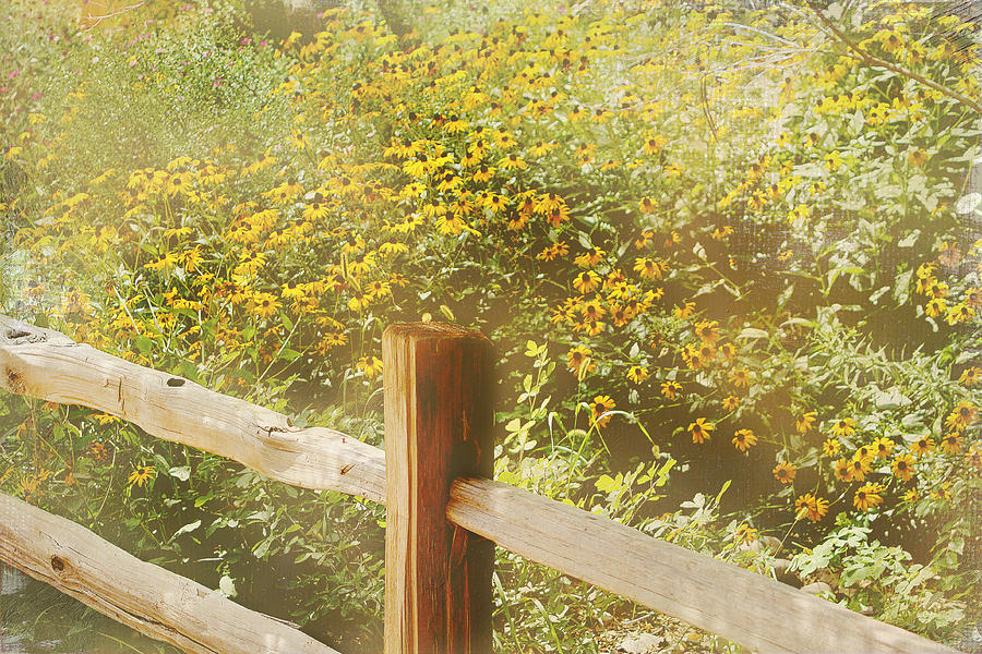 Flower Digital Art - Field of Sunflowers by Elaine Frink
