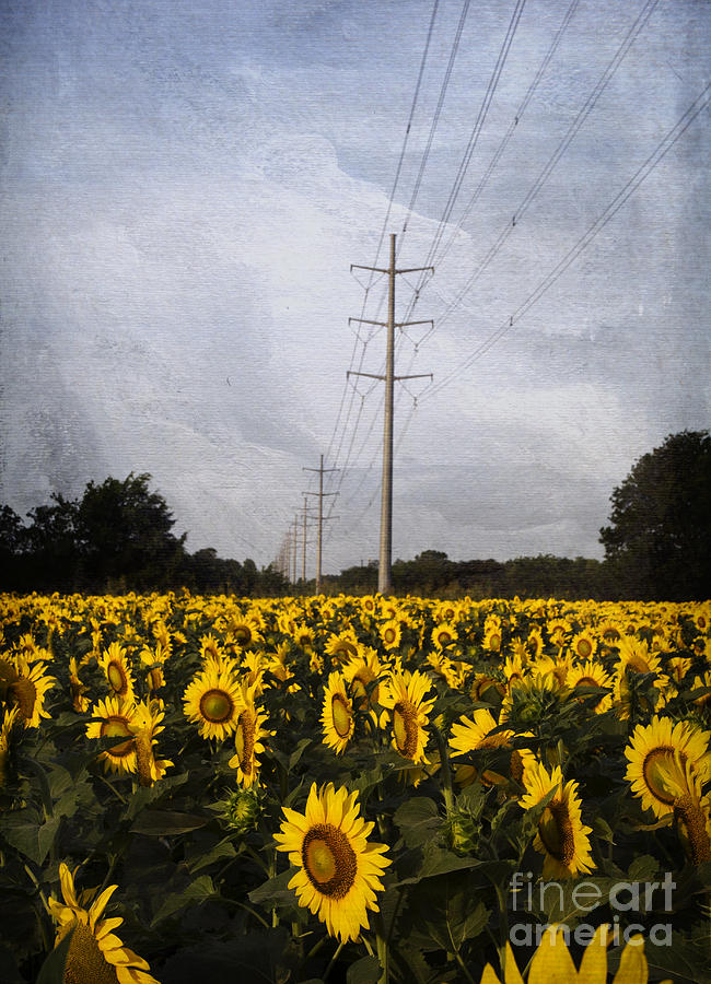 Field of sunflowers Photograph by Elena Nosyreva