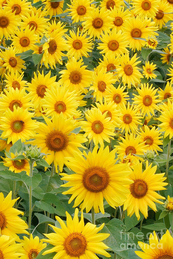 Field Of Sunflowers Helianthus Sp Photograph by David Davis